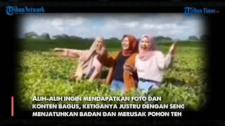 Demi Sebuah Konten 3 Wanita Sampai Merusak Kebun Teh Milik Warga