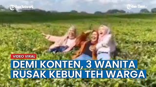 Demi Sebuah Konten 3 Wanita Sampai Merusak Kebun Teh Milik Warga