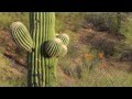 Arizona State of Mind:  West District of Saguaro National Park