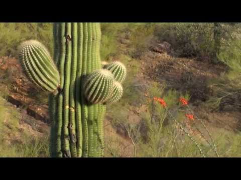 Videó: Növekszik a Saguaro Texasban?