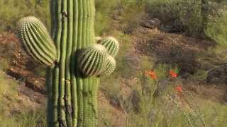 Arizona State of Mind:  West District of Saguaro National Park