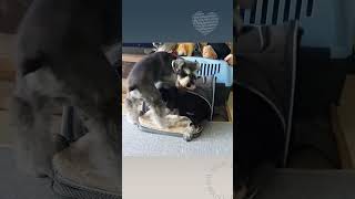 알콩달콩❤️ 슈나우저 형제 shorts Cute Playtime of Two Schnauzers