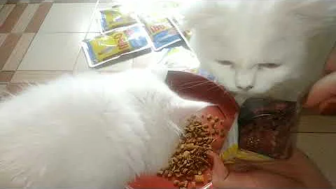 Video 2445331: persian kitten meowing, persian kitten food, best kitten food