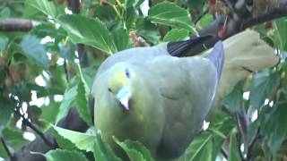 Whistling Green-pigeon
