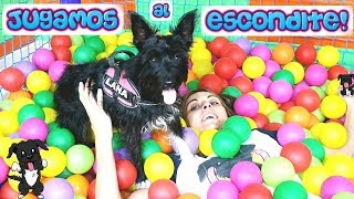 Jugamos Al Escondite En Un Parque Infantil Lana Funny Dogs