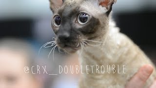 Cat show 😺 crx_doubletrouble by Mauno Muikkunen ja Mäyrä-Kaarlo 438 views 6 years ago 3 minutes, 31 seconds