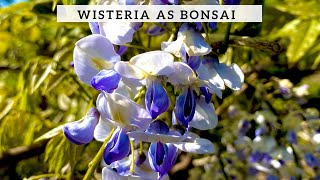 Wisteria for Bonsai