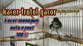 kacer trotol gacor ngeplong//kacer manapun auto nyaut100%