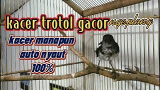 kacer trotol gacor ngeplong//kacer manapun auto nyaut100%