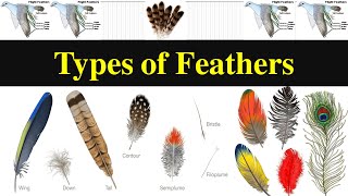 Types of Bird Feathers - Use Shape to Identify Feathers 