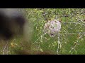 Bald-Faced hornets nest vs drone & Bb Gun!