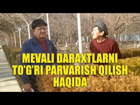 Video: Oktyabr Oyida Daraxtlarni Parvarish Qilish