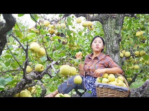 Autumn Pear Paste |Take pears from the tree and Boil them with time to meet autumn in the sweetness.