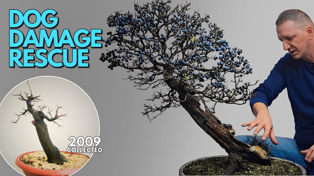 bonsai pinus thunbergii Bonsaiwonder| Japanischer bonsai