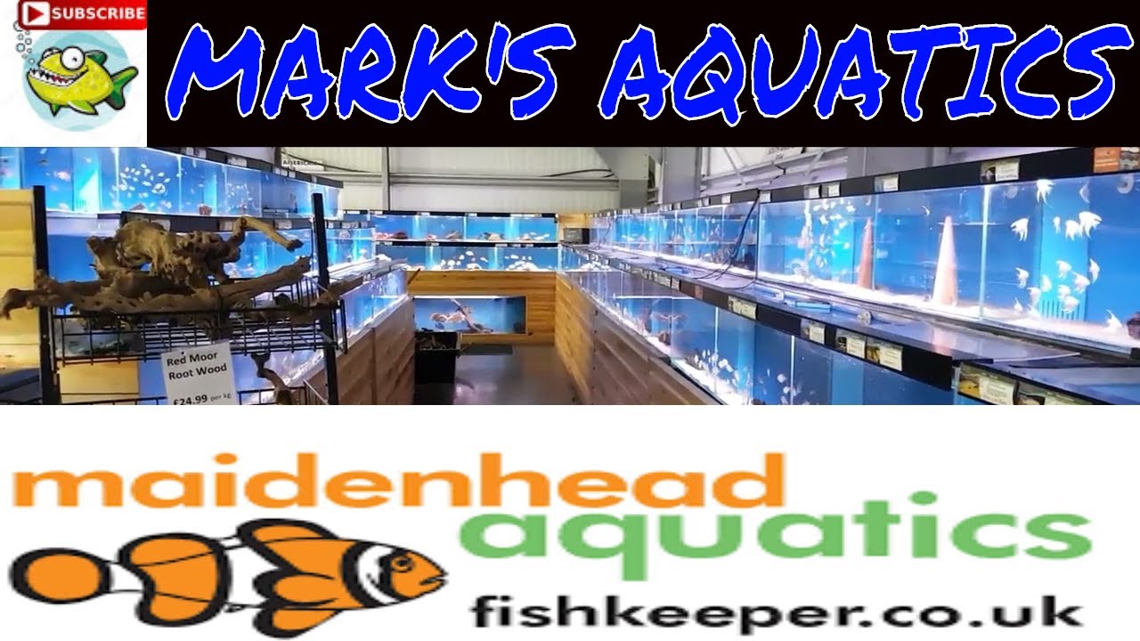 Fish store tour uk YouTube