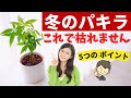 【パキラの冬の育て方】元気に冬越し!5つのポイント