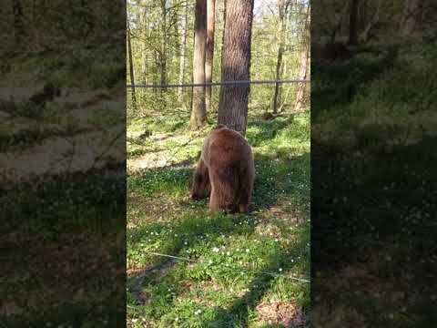 Ведмеді у ведмежому