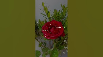 {بَلْ هُمْ فِي شَكٍّ يَلْعَبُونَ} ما تيسر من #سورة_الدخان
