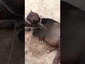 melu#bacchon_ka_😀video #animals #comedymovies #funnycomedy