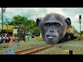 Kereta api kepala monyet simpanse kocak bikin ngakak,kok bisa ya!?