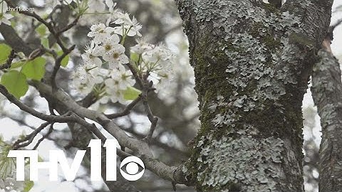 The complicated relationship with Bradford pear trees