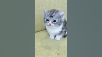 Thumbnail of anak kucing meong meong || tiktok viral  #shorts #short #kucing #cat #tiktok