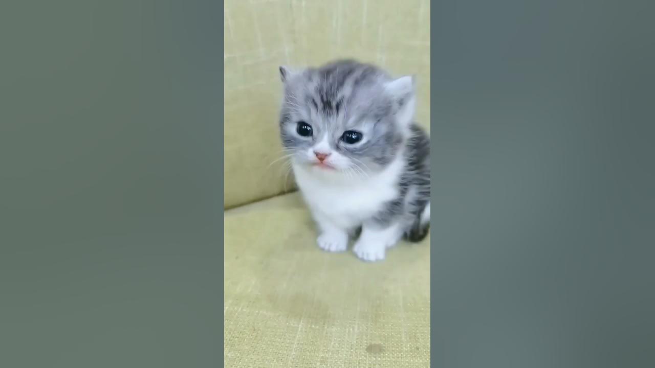 anak kucing meong meong || tiktok viral  #shorts #short #kucing #cat #tiktok