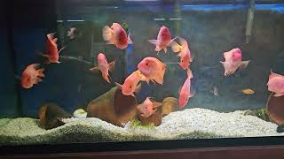 Amphilophus Citrinellus./Midas cichlids 
