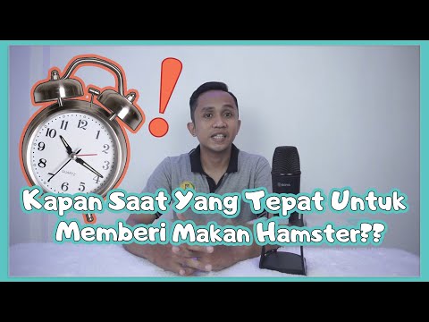 Video: Berapa Banyak Hamster Perlu Makan?