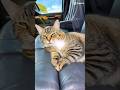 Mollycat as a hippie #catvideo #vanlife #silly #funny #hippie #cat