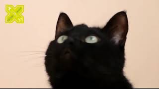 Top Black Coloured Cat Breeds of the World by Nadia Pets Global 18 views 2 years ago 1 minute, 52 seconds