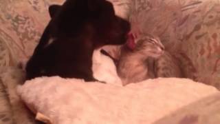 Cat and Dog Love by Heather Lorimer 278 views 11 years ago 36 seconds