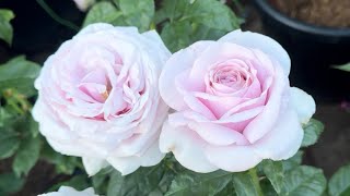 Pacific Blue Rose (spring 2025) Tantau