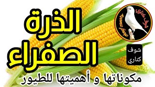 اهمية الذرة الصفراء للكناري - تغذية الكناري