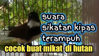 Sikatan Kipas  Super Edaaan Gacor Rapat