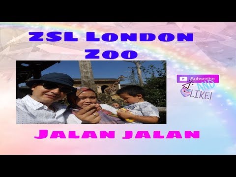 Video: ZSL Londra Hayvanat Bahçesi Yıllık Hayvan Tartımı Yaptı