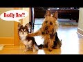 Try not to laugh challenge | Funny Guilty Dog Videos Compilation 2018