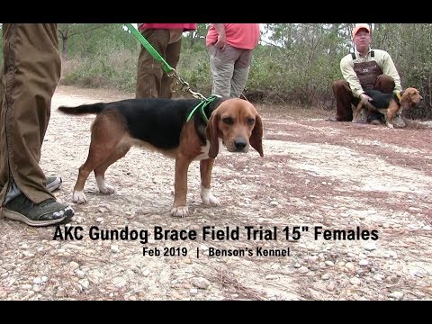 Akc Gundog Brace Field Trial 15 Females Feb 2019 Benson S Kennel Youtube