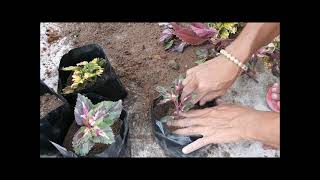 Coleus/Red Siam/Golden Pothos Propation/Proper Soil Mixture for Plants