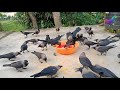 Crow bird Crowing sounds | Crows are crowing and searching food |  কাকের ডাক Crow Sound Loudly P 773