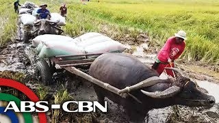 May pakinabang ba ang mga magsasaka sa Rice Tariffication Law? | TV Patrol