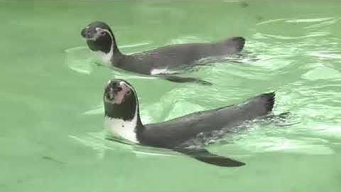 Everybody Up 1 Video Unit 6