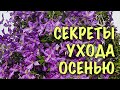 КЛЕМАТИСЫ ЗАЦВЕТУТ как БЕШЕНЫЕ! СДЕЛАЙТЕ ЭТО с ними ОСЕНЬЮ