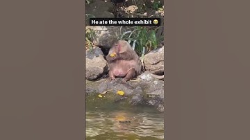 random memes i found on the internet part 12