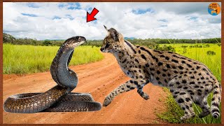 Serval Ataca Cobras Venenosas - COBRA VS SERVAL !!!