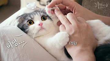 고양이 발바닥 일러스트 고양이 발바닥 일러스트