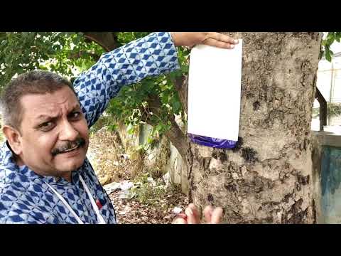 वीडियो: एक पेड़ की उम्र कैसे करें? घर, देवदार और अन्य अर्ध-प्राचीन लकड़ी पर अपने हाथों से बोर्ड की कृत्रिम उम्र बढ़ना