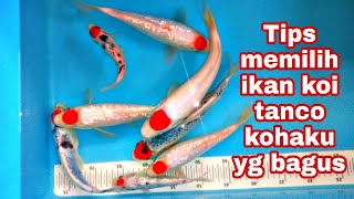 Cara memilih ikan koi tanco kohaku yang bagus