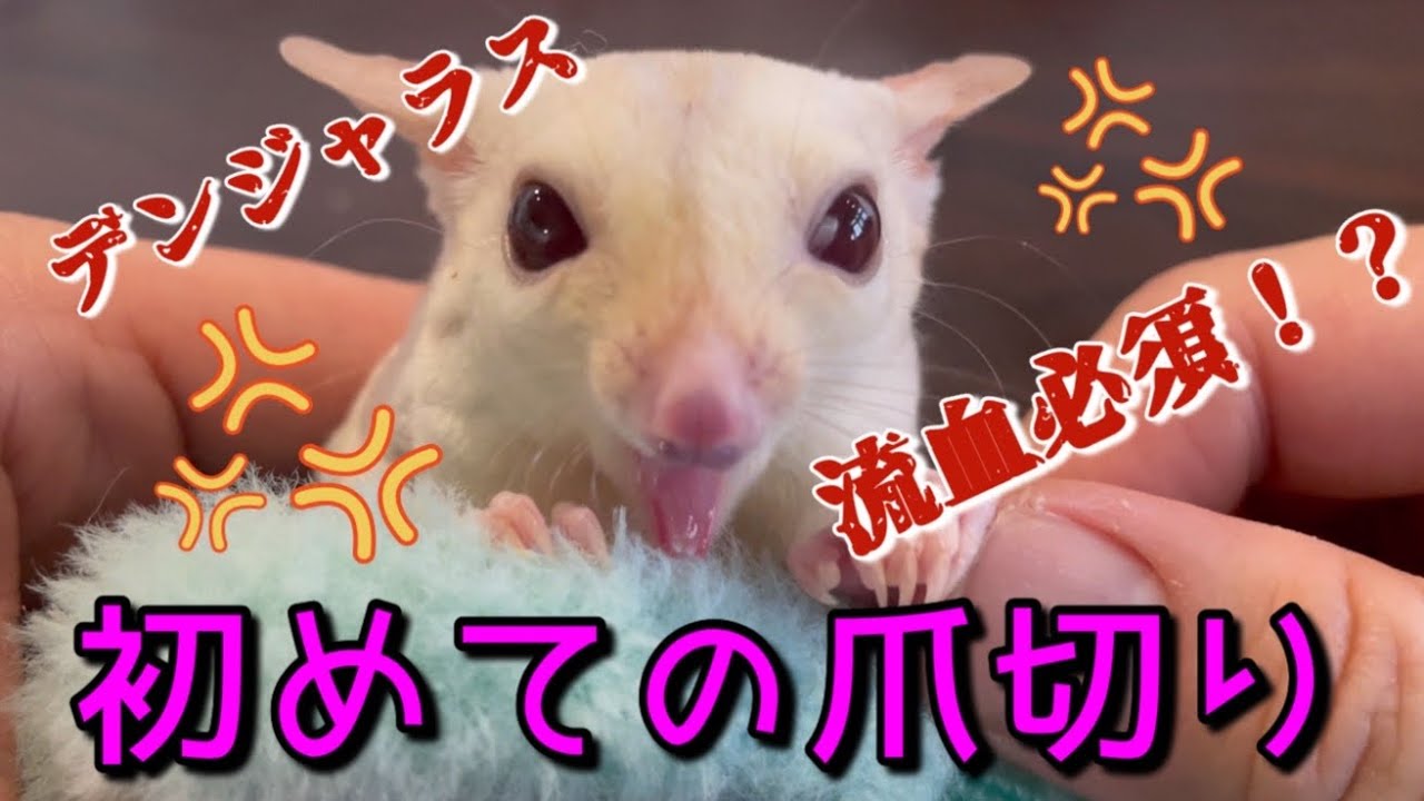 超危険⚠️ジコジコヤンキーモモンガ初めての爪切り