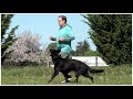 Kraftwerk K9 German Shepherds-Truly Effortless Obedience!